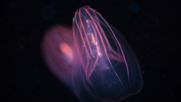 comb jelly
