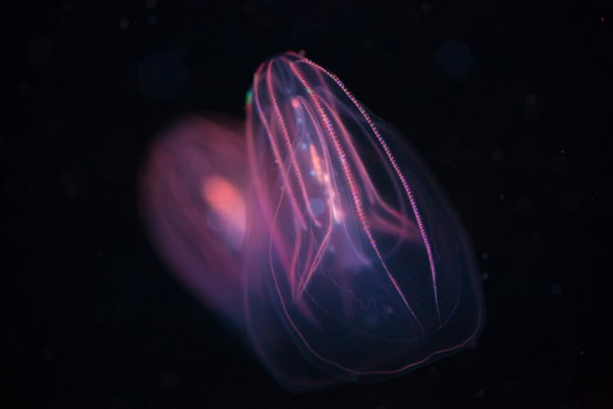 comb jelly