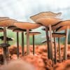 Fungi