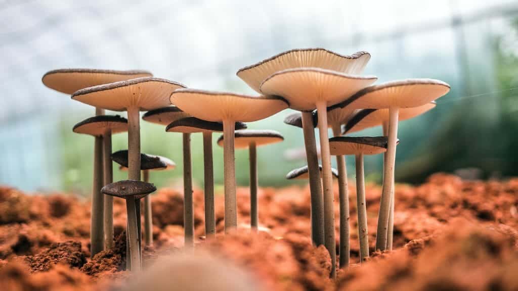 Fungi