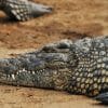 crocodile