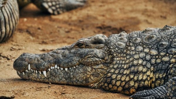 crocodile