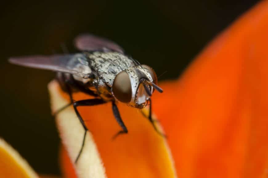 Fruit flies age faster when they see dead flies: scientists