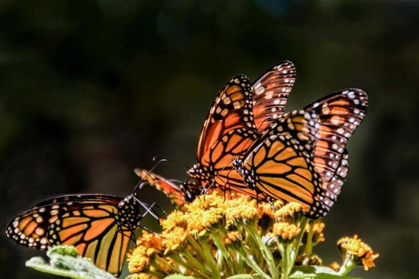 Monarch butterflies feeding on a milkweed flower during their Winter migration in the butterfly sanctuary in Mexico.