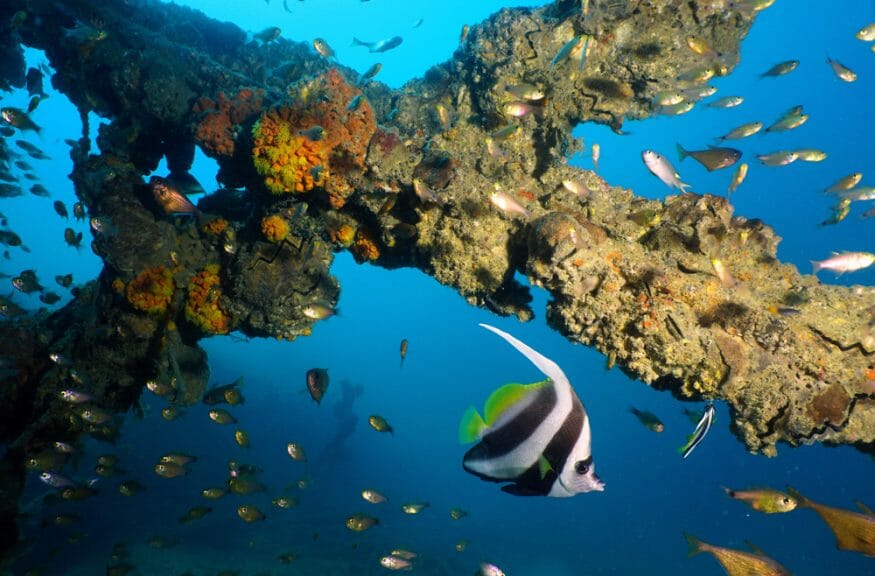 Underwater structure of wrecked and sunken mining platform with banner butterfly fish and deep blue background.