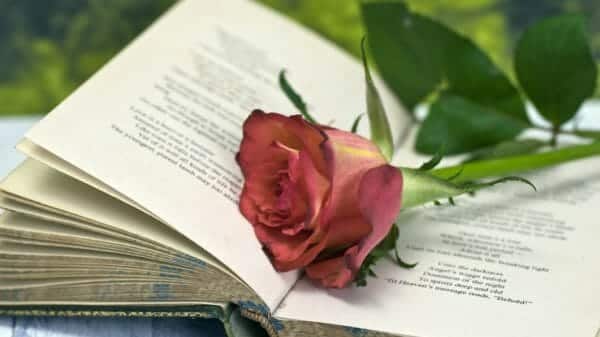 Vintage poetry book with red rose; lying on table against countryside background.