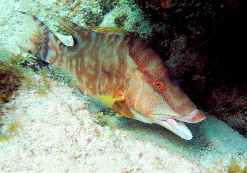 hogfish