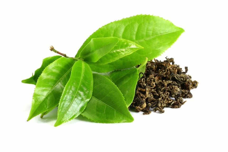 Fresh tea leaves next to dried tea leaves