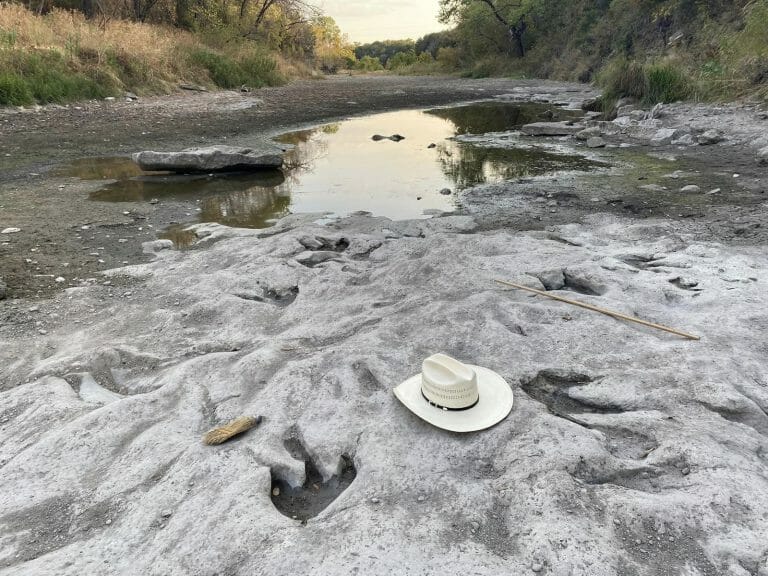 Dinosaur footprints