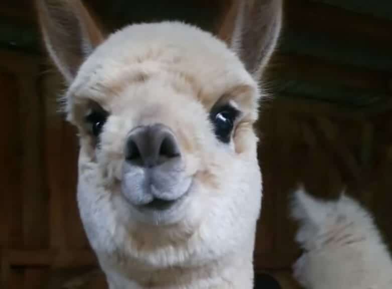 An image of an alpaca smiling.