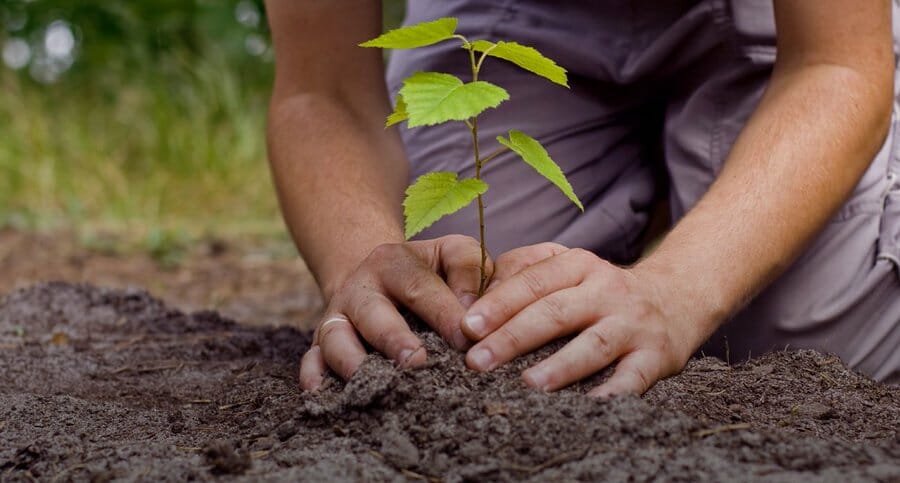 Tree-planting Scheme