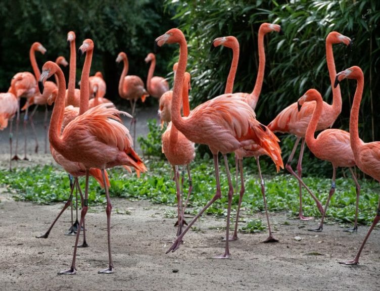 Florida flamingos