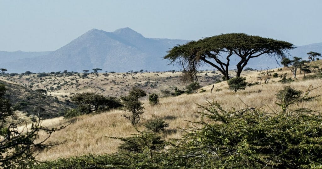 Tree Of Life Extinct