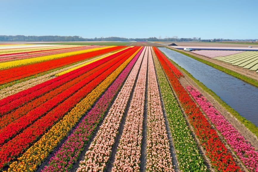 Image of a tulip field in the Netherlands.
