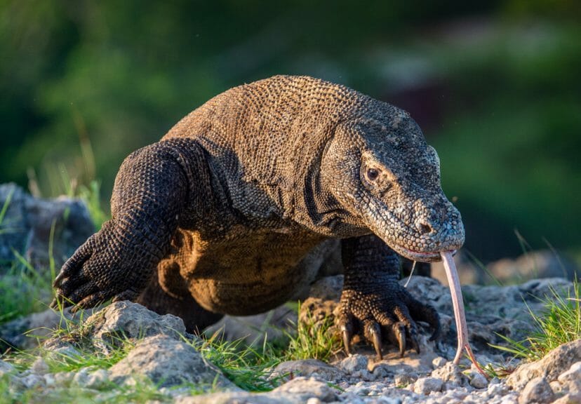 Komodo dragon