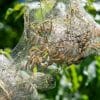 Bionic silkworms