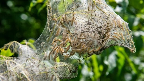 Bionic silkworms
