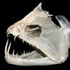 Fish Fossil