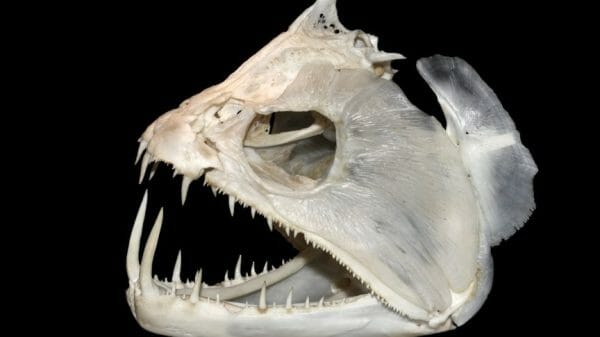 Fish Fossil