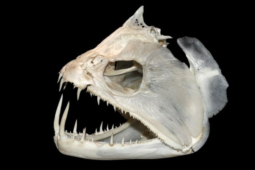 Fish Fossil