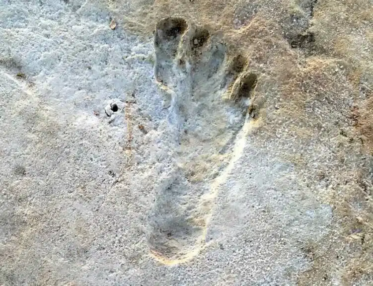 OLDEST FOSSIL HUMAN FOOTPRINTS