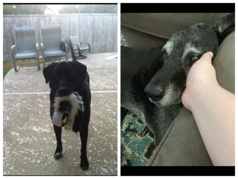 My childhood dog, Max, age difference about 9 years.