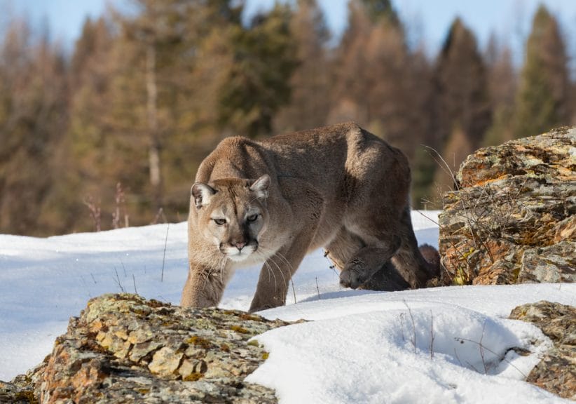Mountain lion (Puma concolor) on the prowl in the winter snow in the U.S.