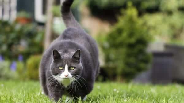 Fat cat walking outside.