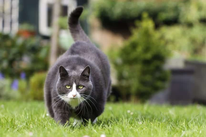 Fat cat walking outside.