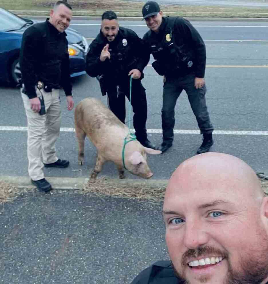 Pig on a leash surrounded by officers posing for a selfie
