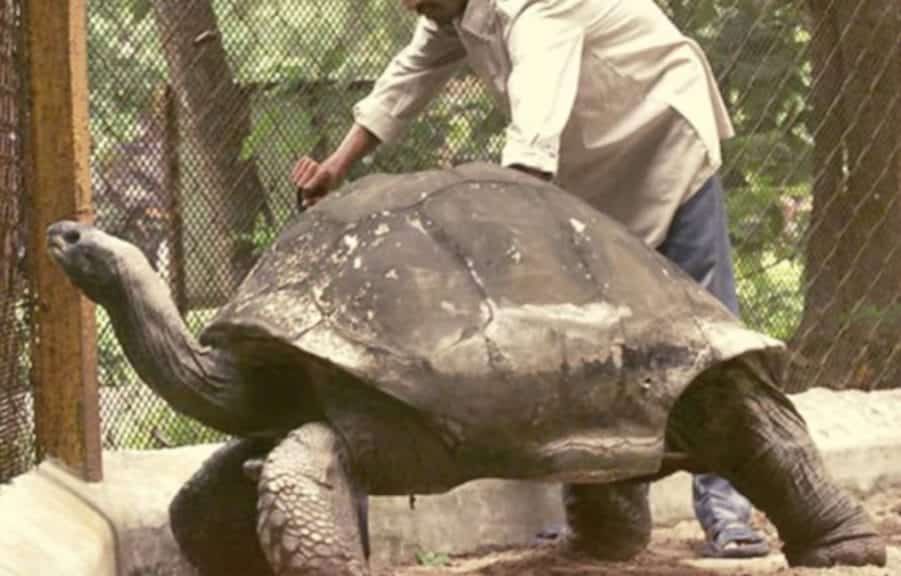 Adwaita, a male tortoise, who lived to be 255.