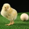 Extended embryo retention could solve the chicken or the egg paradox.