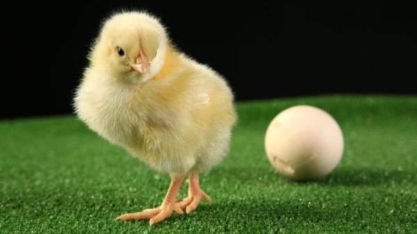 Extended embryo retention could solve the chicken or the egg paradox.