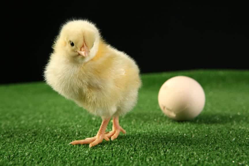 Extended embryo retention could solve the chicken or the egg paradox.