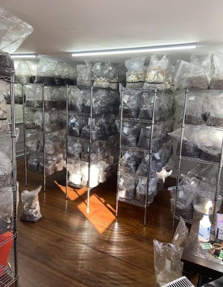 Racks of psychedelic mushrooms found in Soule's home