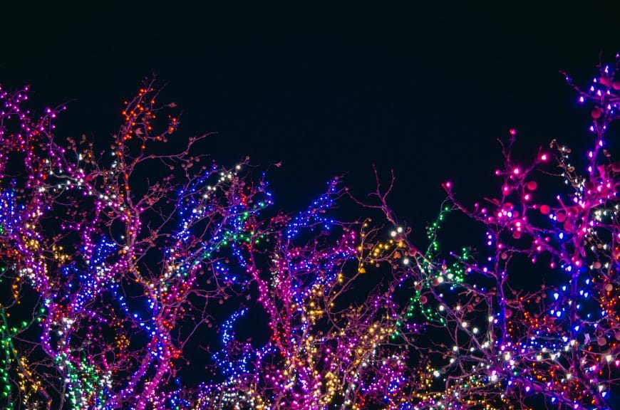 Colorful lights on the branches of a tree.