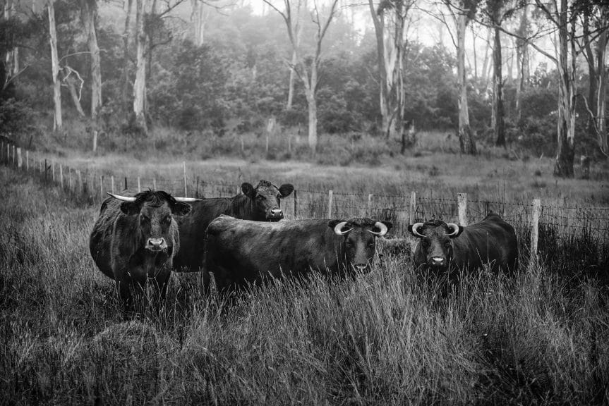 A group of cows, huddling together for a warm, connected relationship of emotion.