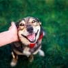 Dog happy about having their ears rubbed