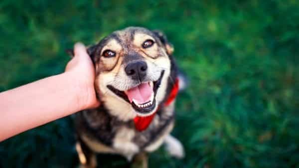 Dog happy about having their ears rubbed