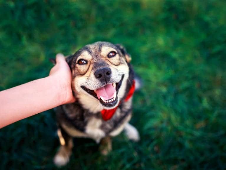 Dog happy about having their ears rubbed