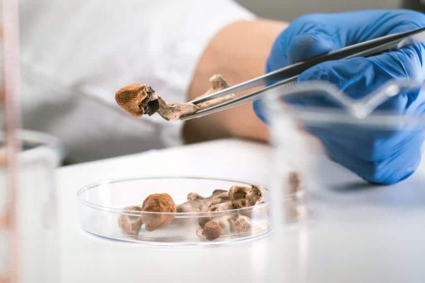 Scientist with blue gloves on holding up psychedelic mushrooms in a lab.