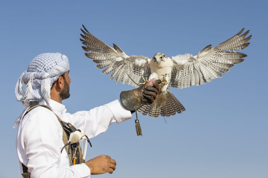 a falcon is being ready for falconry and trained by a falconer