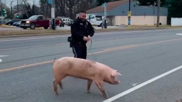 police chase pig