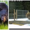 On the left is a picture of a big brown grizzly bear, on the right is a security footage picture of 'The Boss' grizzly bear in Banff National Park.