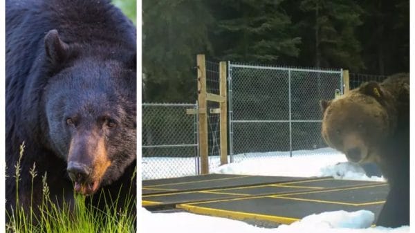 On the left is a picture of a big brown grizzly bear, on the right is a security footage picture of 'The Boss' grizzly bear in Banff National Park.