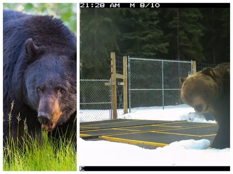 On the left is a picture of a big brown grizzly bear, on the right is a security footage picture of 'The Boss' grizzly bear in Banff National Park.