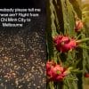 Vietnamese dragon fruit farms are lit overnight during off-seasons