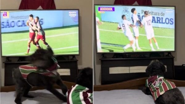 A dog leaps for joy whenever their team scores.