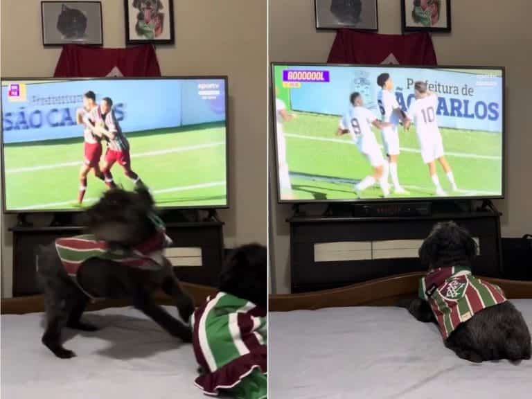 A dog leaps for joy whenever their team scores.