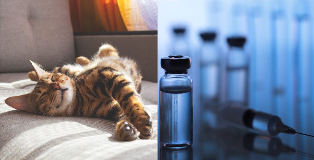 Sleeping Cat (left) Japanese Vaccines (right)